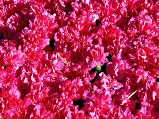 426891 (a): :1600x1200